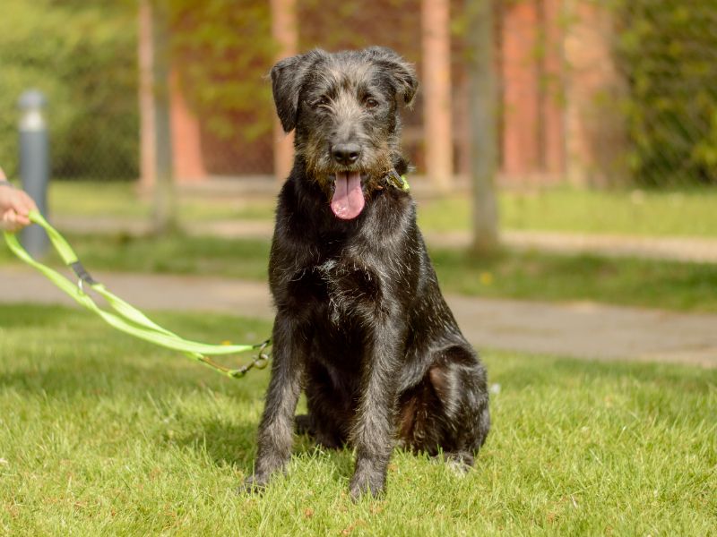 Ella | Lurcher Cross | Kenilworth (West Midlands) - 1