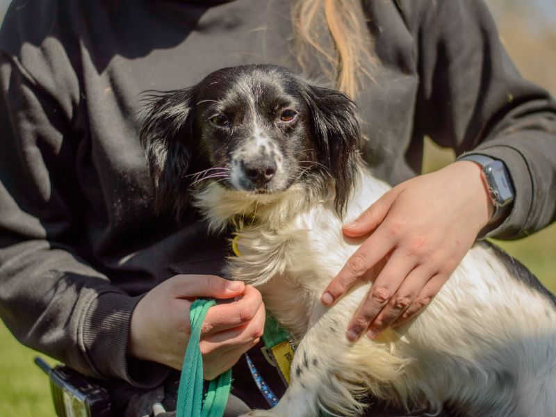 Minnie for sale in Kenilworth, Warks - Image 2
