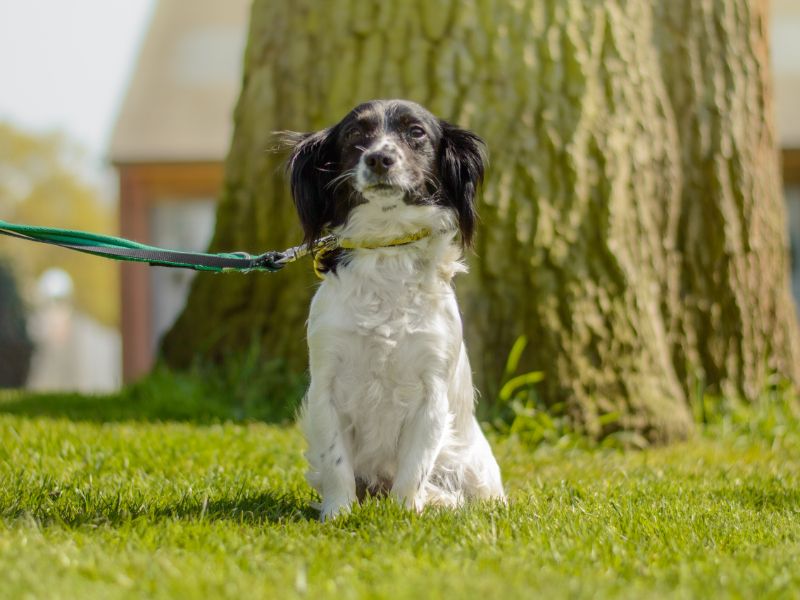Minnie for sale in Kenilworth, Warks - Image 3