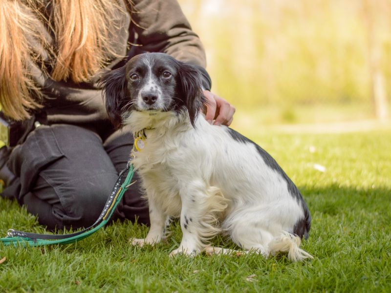 Minnie for sale in Kenilworth, Warks