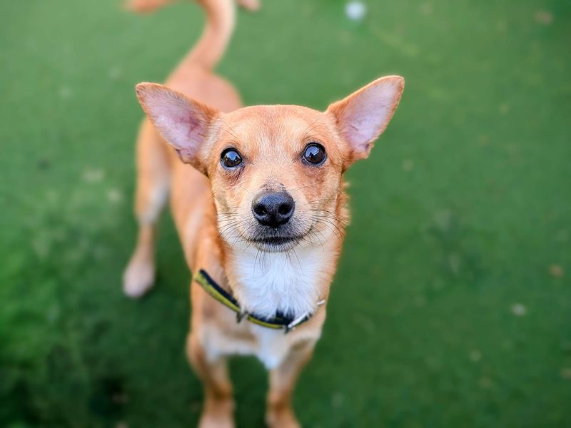 Teddy - Image 3 of 3