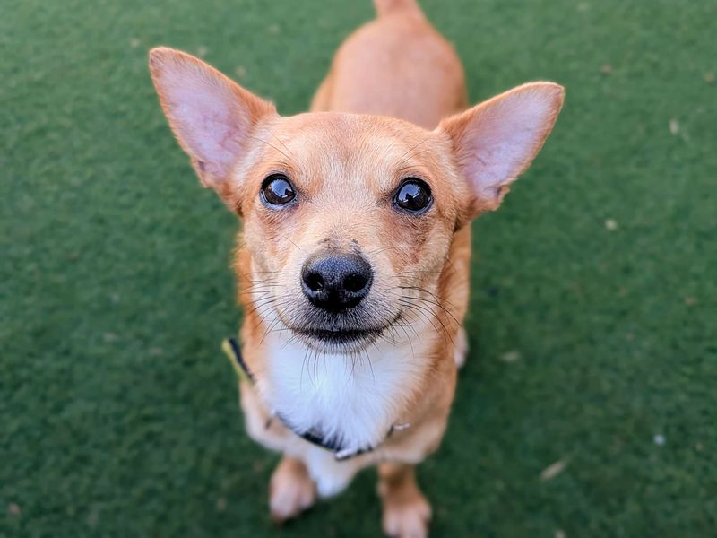 Teddy - Image 2 of 3