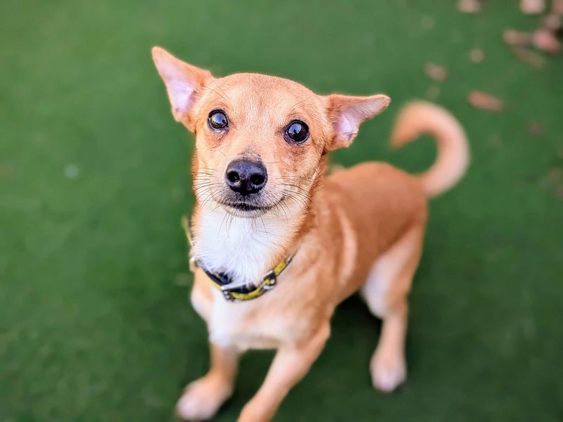 Chihuahua for adoption in Cardiff, Glamorgan – 3 years old