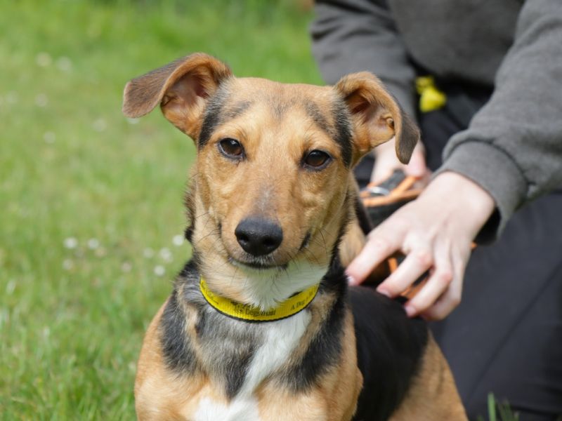 Jack Russell Terrier for adoption in Evesham, Worcestershire – 7 years old - Image 3 of 3