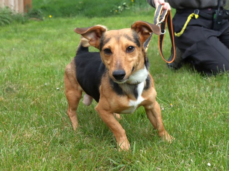 Jack Russell Terrier for adoption in Evesham, Worcestershire – 7 years old - Image 2 of 3