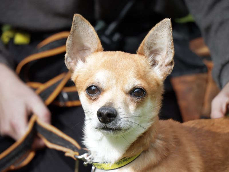 Wasabi | Chihuahua (Smooth Coat) Cross | Evesham (Worcestershire) - 1