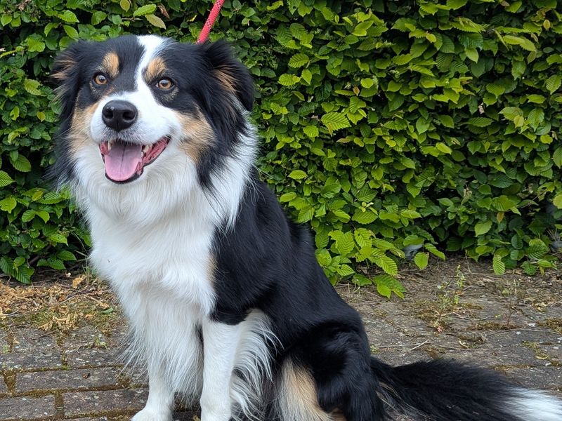 Ruben | Collie (Border) | Loughborough - 1