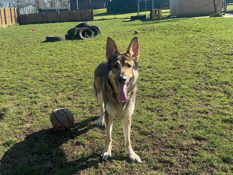 German Shepherd for adoption in West Calder, West Lothian – 2 years old - Image 4 of 4