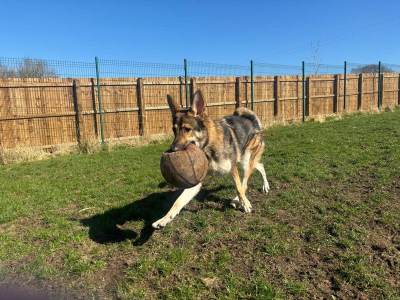 German Shepherd for adoption in West Calder, West Lothian – 2 years old - Image 2 of 4