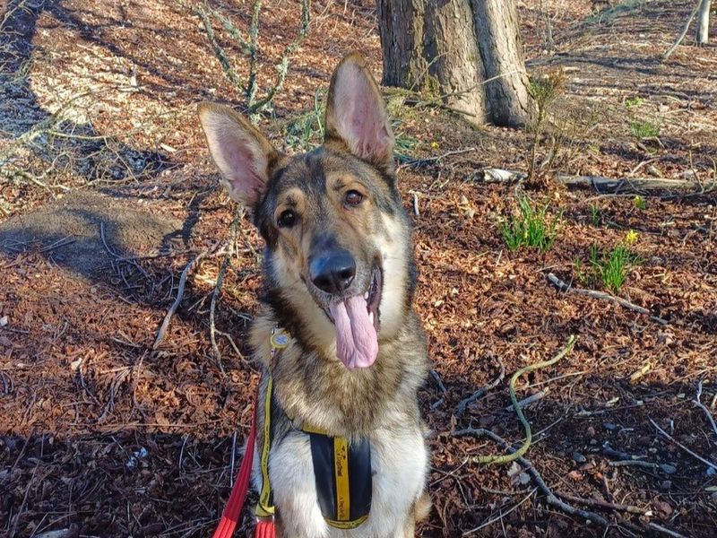 German Shepherd for adoption in West Calder, West Lothian – 2 years old - Image 3 of 4
