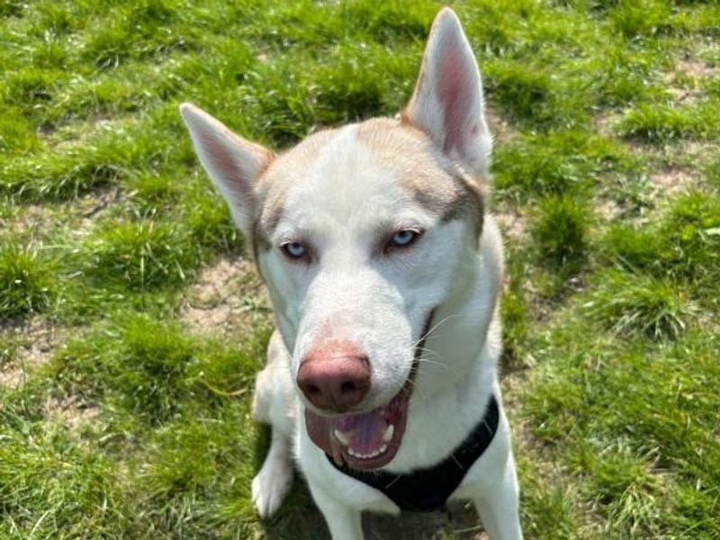 Juice | Siberian Husky Cross | Shrewsbury (Shropshire) - 1
