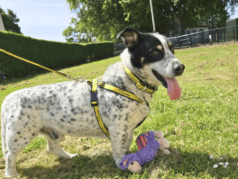 Springer Spaniel for adoption in , – 11 years old - Image 3 of 5