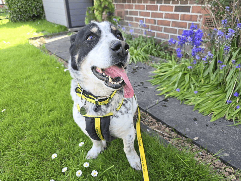 Springer Spaniel for adoption in , – 11 years old - Image 5 of 5