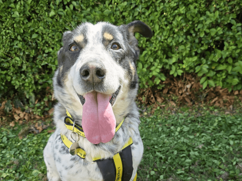 Springer Spaniel for adoption in , – 11 years old - Image 4 of 5