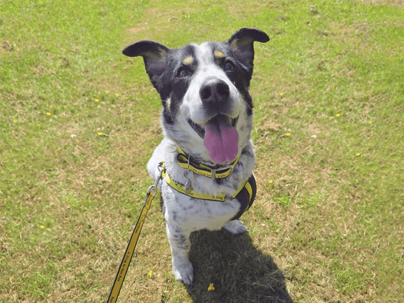 Domino | Collie (Rough) Cross | Dundee rehoming - 1