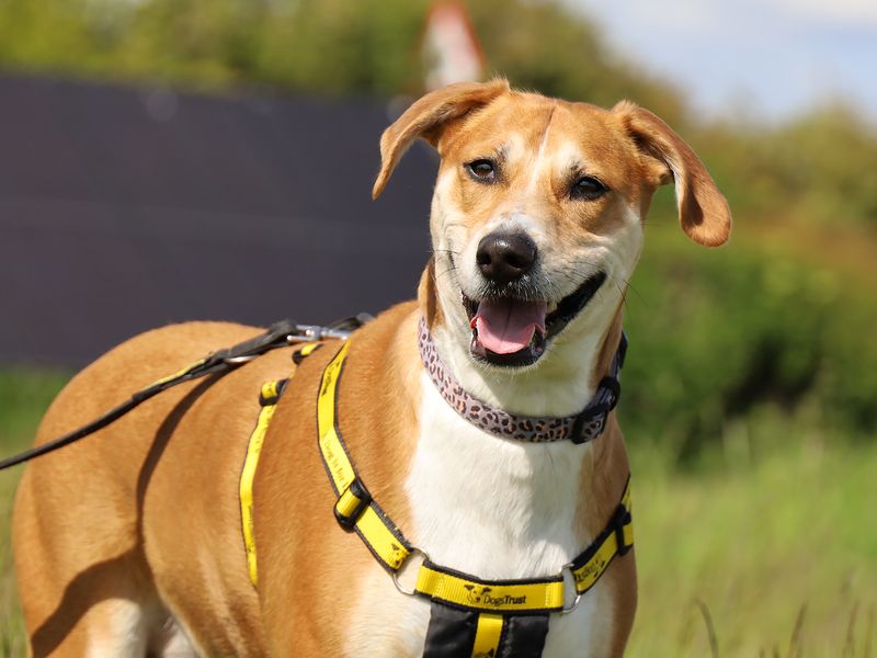 Gaia, a 4 years old female Crossbreed available for adoption from Dogs Trust in Leeds