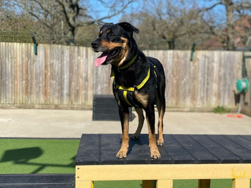 Roxy | Rottweiler | Canterbury - 1