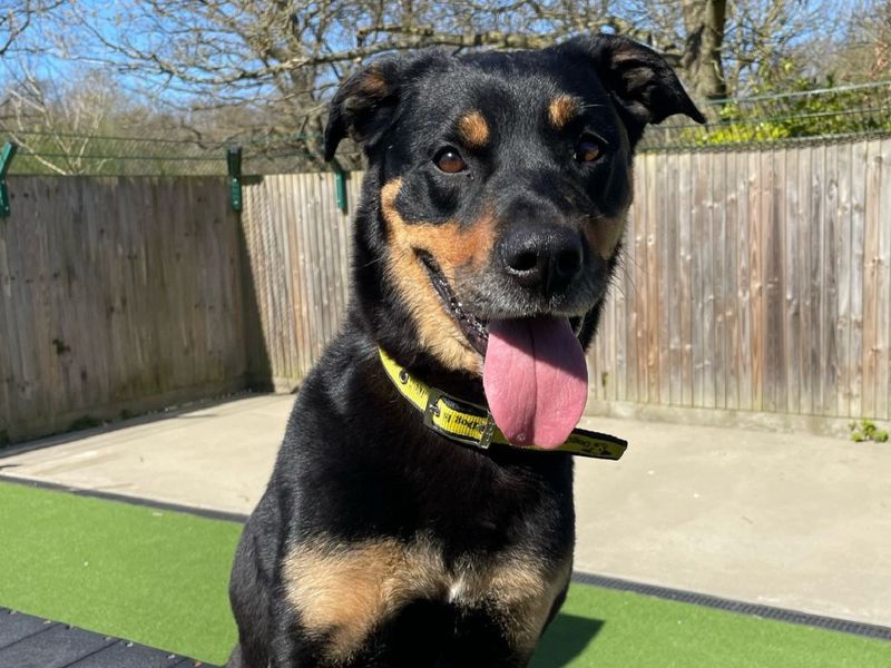 Roxy for sale in Chestfield, Kent | Image 2