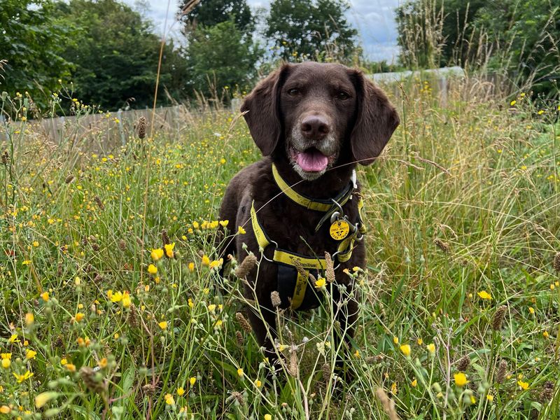 Farley | Spaniel (English Springer) Cross | Salisbury (Wiltshire) - 1