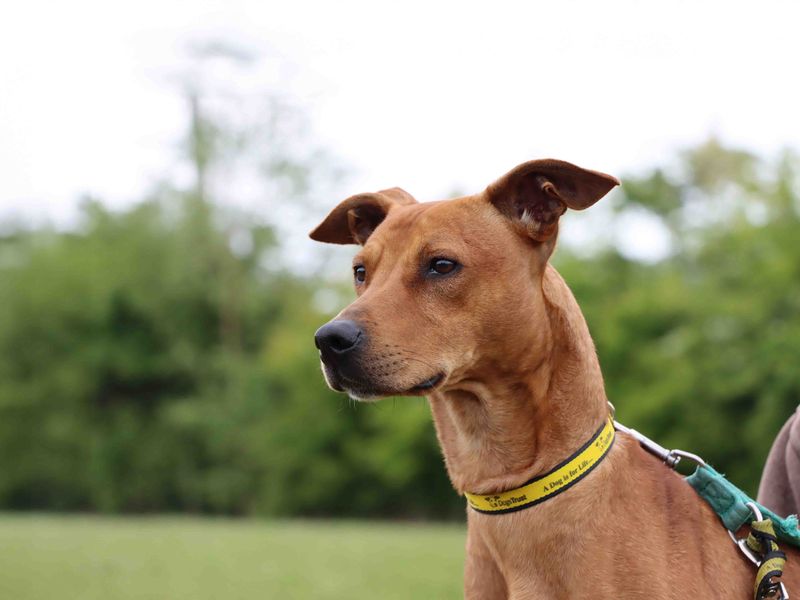 Jaffa | Lurcher Cross | Darlington - 1
