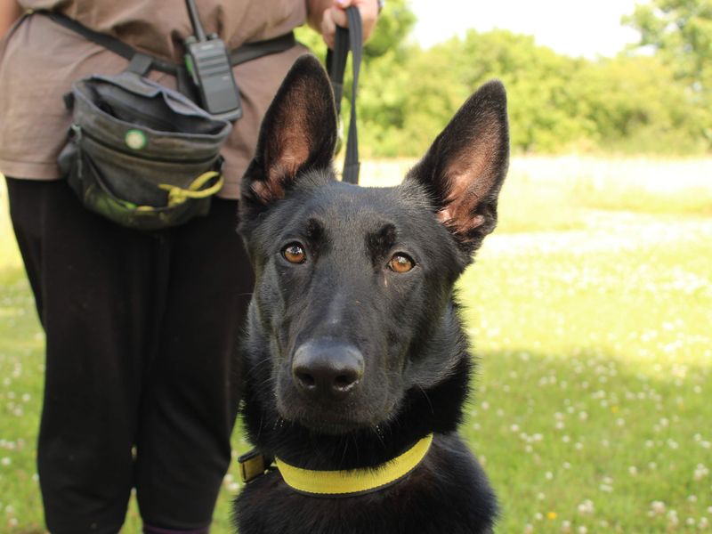 Dave | German Shepherd Dog Cross | Newbury (Berkshire) - 1