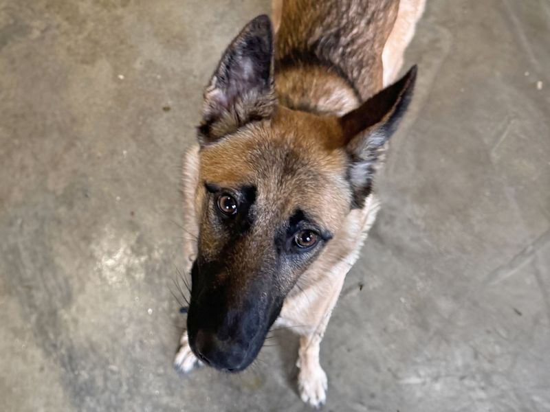 Cheeka for sale in Wickford, Essex