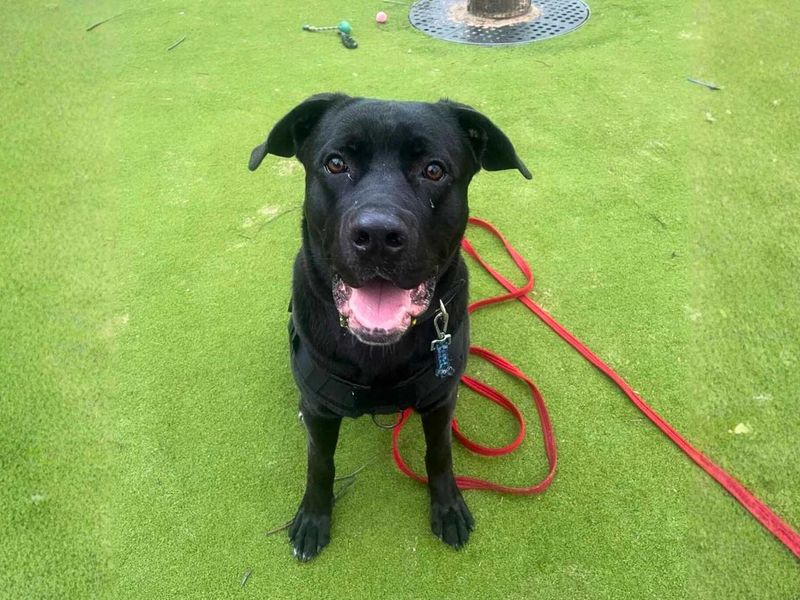 undefined | Italian Corso Dog Cross | undefined - 4