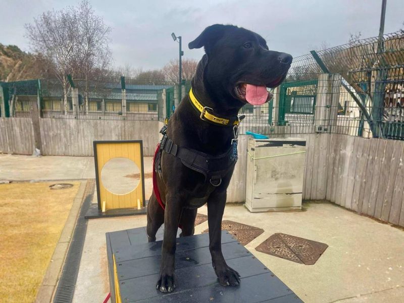 undefined | Italian Corso Dog Cross | undefined - 8