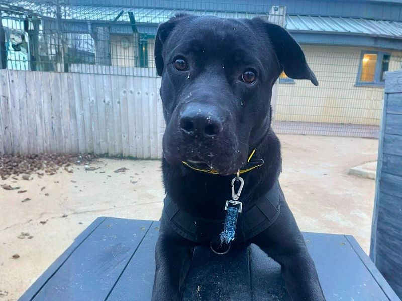 Rufus | Italian Corso Dog Cross | Manchester - 1