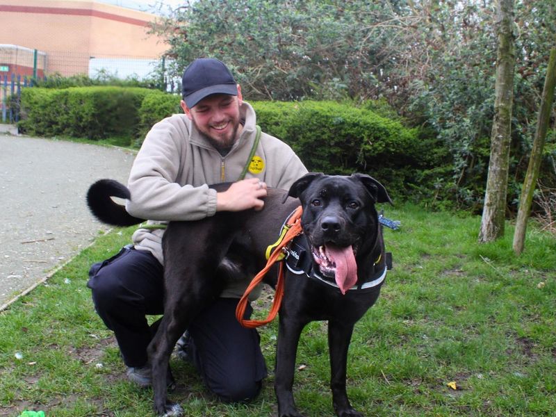 Rufus | Italian Corso Dog Cross | Manchester - 1