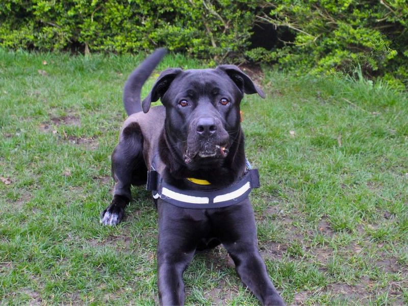 undefined | Italian Corso Dog Cross | undefined - 10