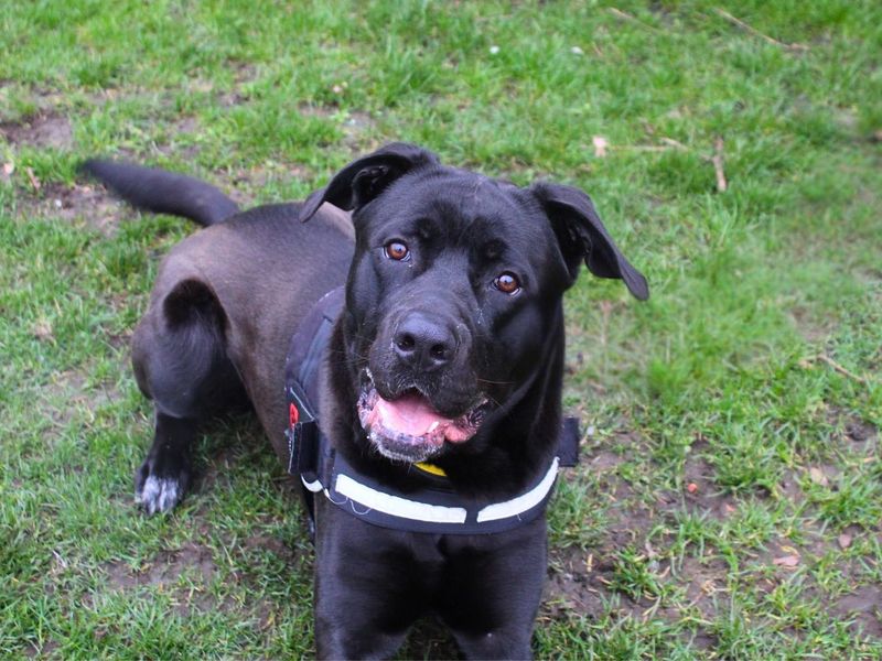 undefined | Italian Corso Dog Cross | undefined - 9