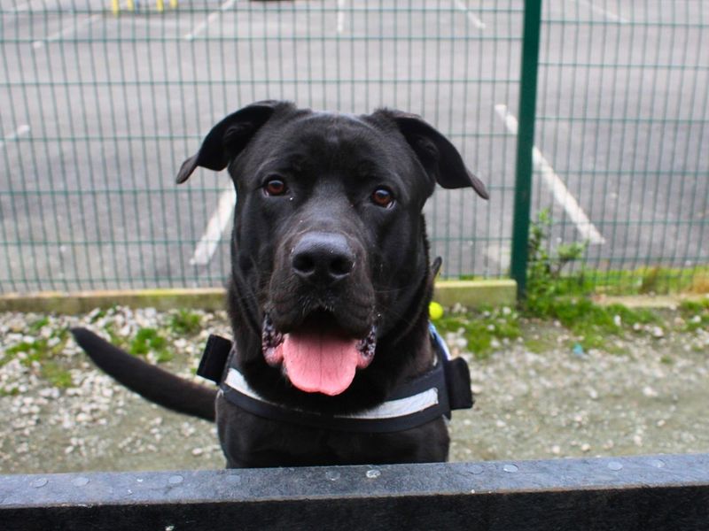 undefined | Italian Corso Dog Cross | undefined - 7