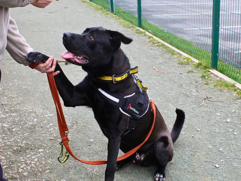 undefined | Italian Corso Dog Cross | undefined - 2