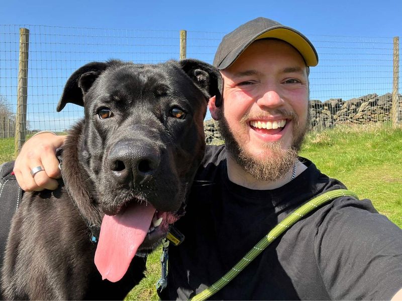 Rufus | Italian Corso Dog Cross | Manchester - 7