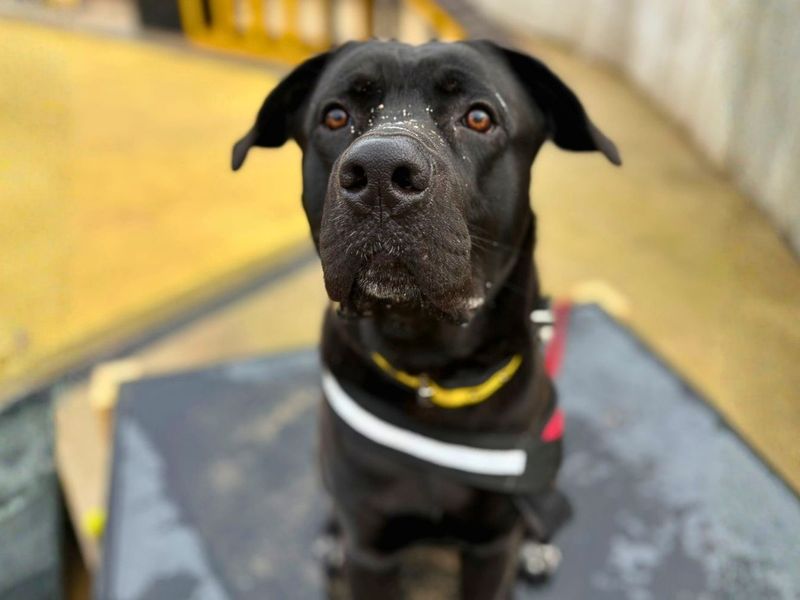 Rufus | Italian Corso Dog Cross | Manchester - 5