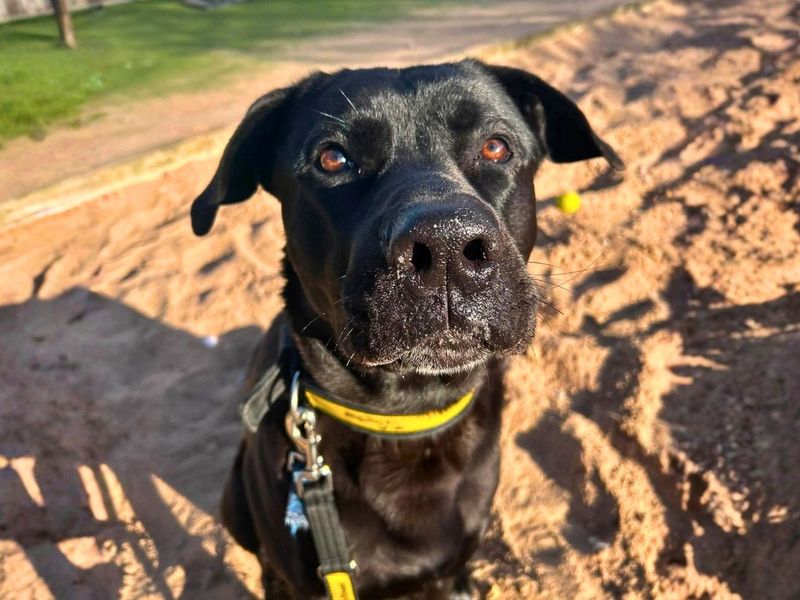 Rufus | Italian Corso Dog Cross | Manchester - 8