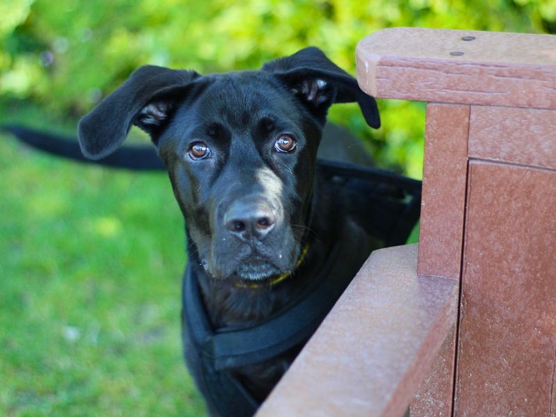 German Shepherd Dogs And Puppies For Adoption