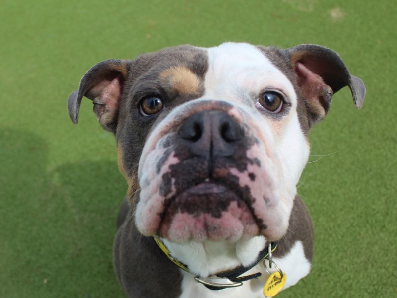 Red | Bulldog | Evesham (Worcestershire) - 1