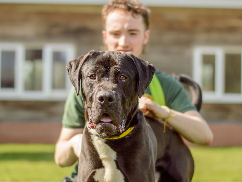 Cane Corso for adoption in Kenilworth, Warks – 3 years old - Image 4 of 4