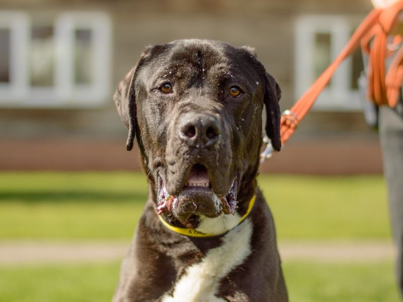 Cane Corso for adoption in Kenilworth, Warks – 3 years old - Image 3 of 4