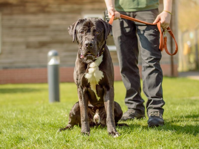 Cane Corso for adoption in Kenilworth, Warks – 3 years old - Image 2 of 4