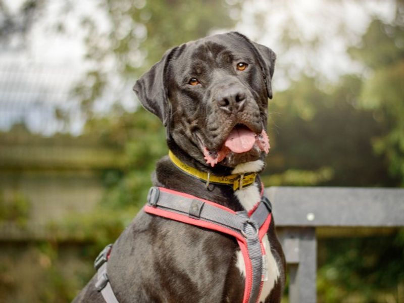 undefined | Italian Corso Dog | undefined - 7