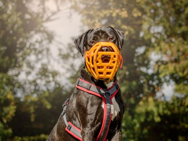undefined | Italian Corso Dog | undefined - 10