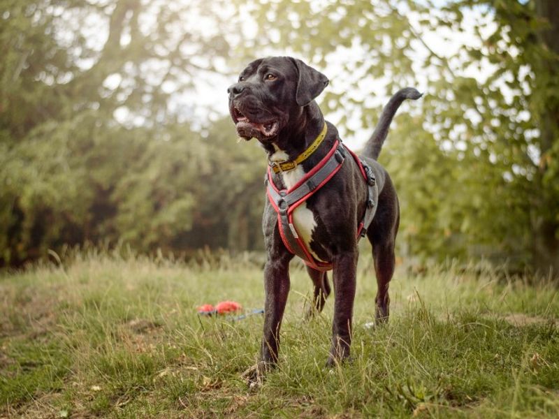 undefined | Italian Corso Dog | undefined - 12