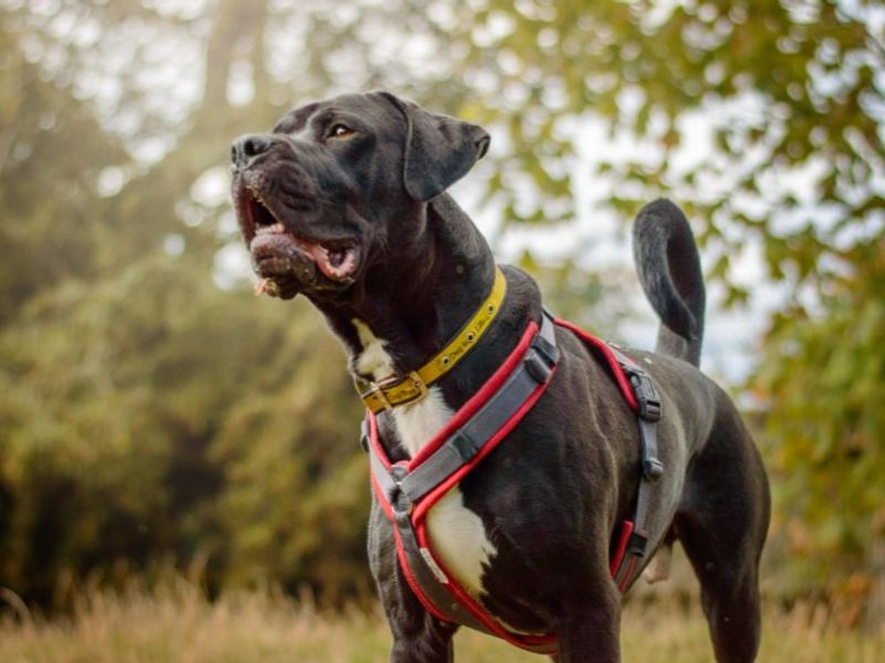 undefined | Italian Corso Dog | undefined - 11