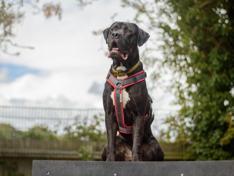 undefined | Italian Corso Dog | undefined - 4