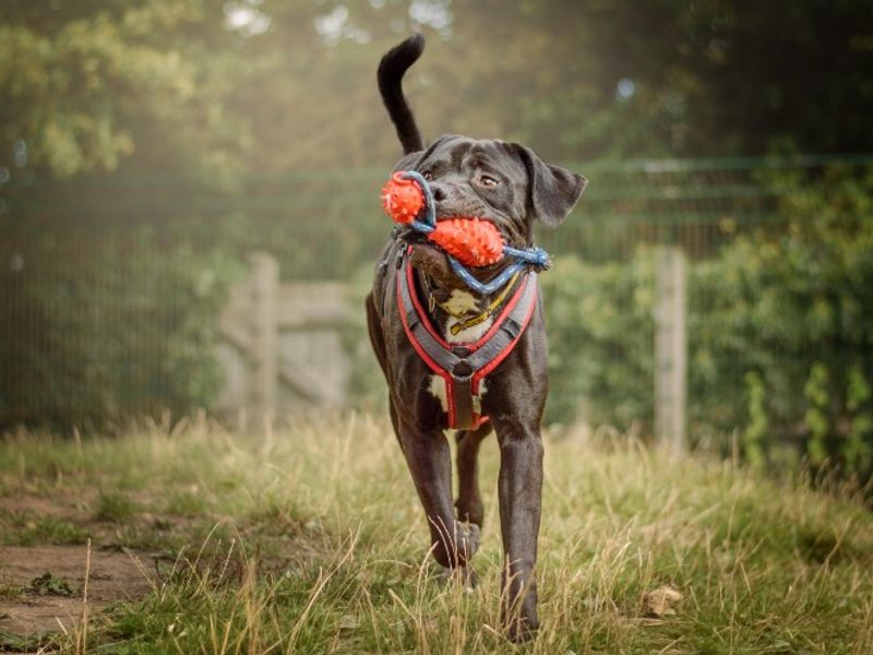 undefined | Italian Corso Dog | undefined - 6