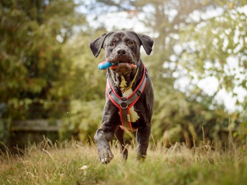 undefined | Italian Corso Dog | undefined - 9