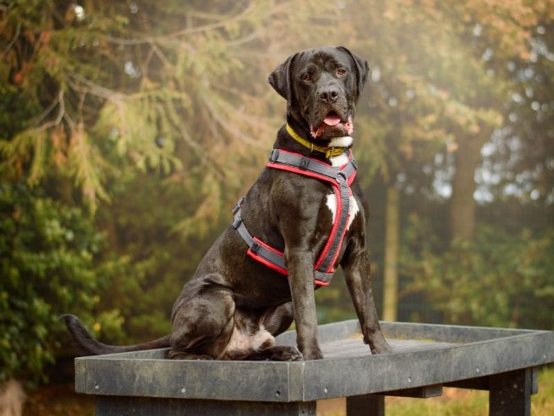 undefined | Italian Corso Dog | undefined - 5